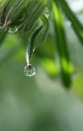 Picture of a Morning waterdrops on a grass leavesの写真素材