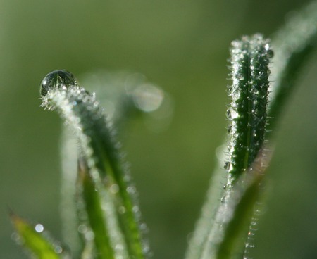 Picture of a Morning waterdrops on a grass leavesの写真素材
