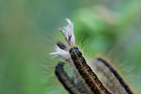 Picture of a Caterpillar on a  green plant leafの写真素材
