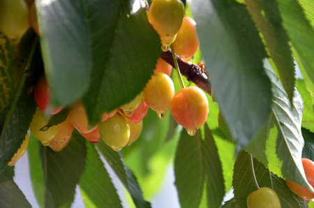 Organic cherries on a branch