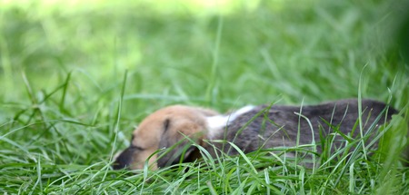 Cute puppy. One month old.の写真素材