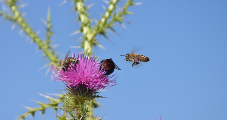 picture of a bee fly to flower
