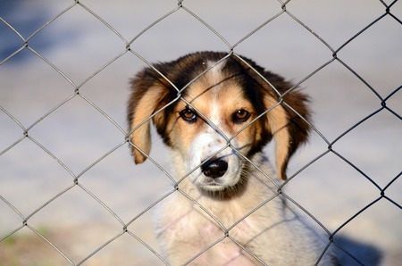 picture of a Cute stray dog. Sad puppy.の写真素材