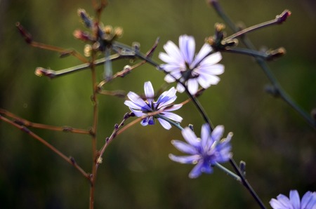 Picture of a Honey bee fly to flowerの写真素材