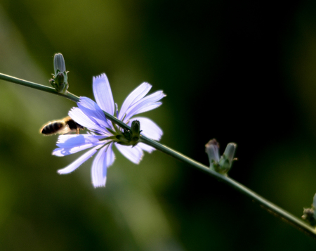 Picture of a Honey bee fly to flowerの写真素材