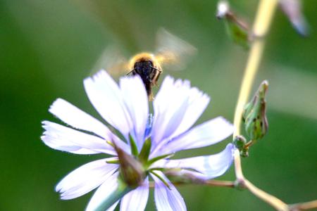 Picture of a Honey bee fly to flower