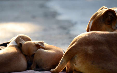 Picture of a Cute amstaff puppiesの写真素材