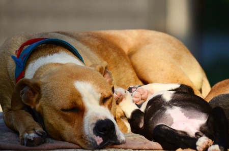Picture of a Cute amstaff puppiesの写真素材