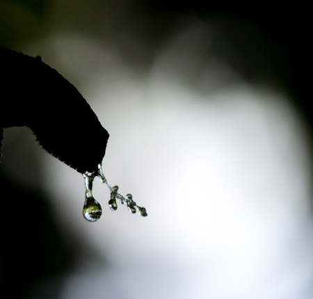 Picture of a waterdrops on a leaves in the morningの写真素材