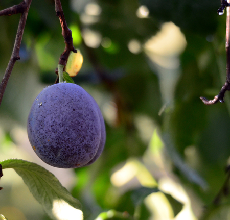 Picture of a Blue plum after the rainの写真素材