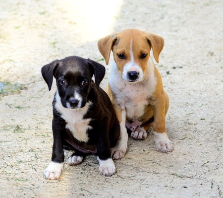 Picture of a Cute puppies of Amstaff dogの写真素材