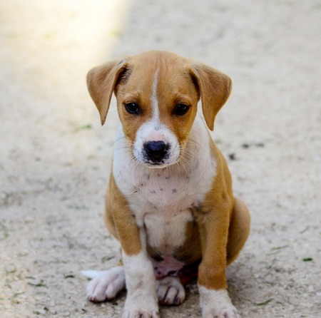 Picture of a Cute puppies of Amstaff dog
