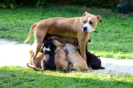 amstaff dog breast feeding puppiesの写真素材