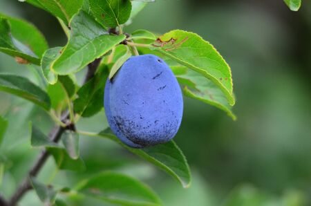 Picture of a Blue plum in orchardの写真素材