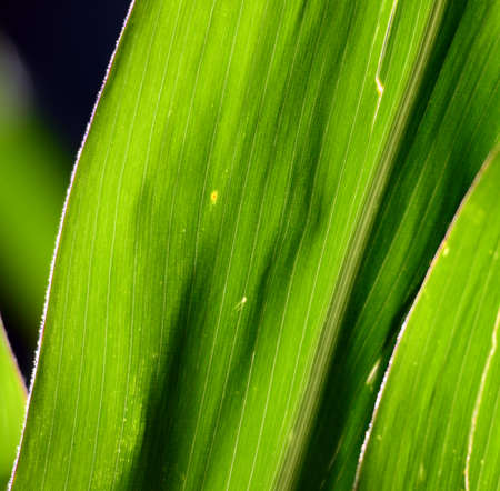 Corn leaves texture  on a morning light