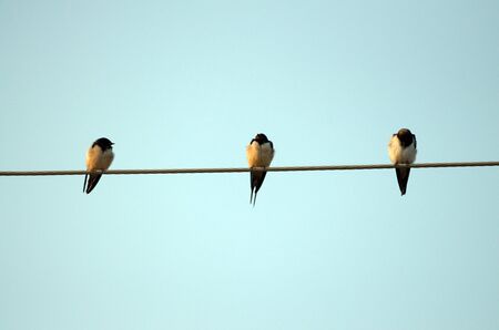 Picture of a Barn Swallow (Hirundo rustica) on the morningの写真素材