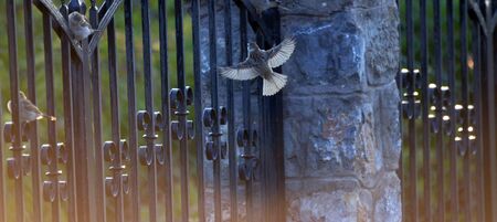 Picture of a Sparrows on a morning lihgtの写真素材