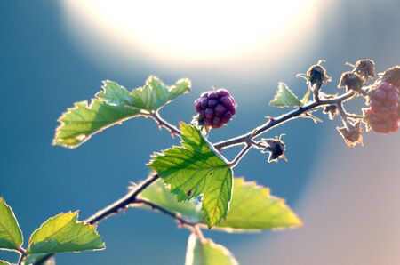 picture of a Blackberries Growing Bush on Morning Light