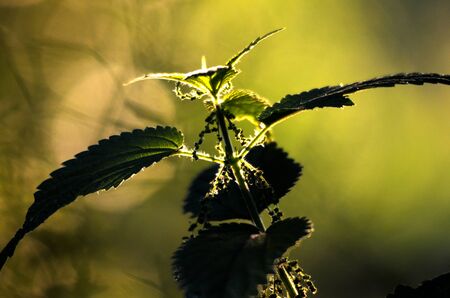 picture of a Nettle on a morning lightの写真素材
