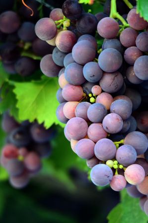 Picture of a  Grapes in the vineyard , winery, wine, morning,の写真素材