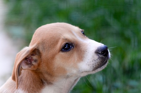 Picture of a Cute puppies two month oldの写真素材
