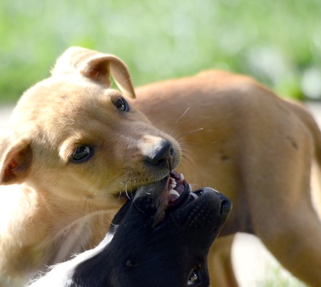 Cute puppies playingの写真素材