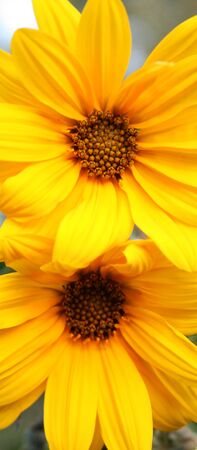 picture of a Yellow flower , macroの写真素材