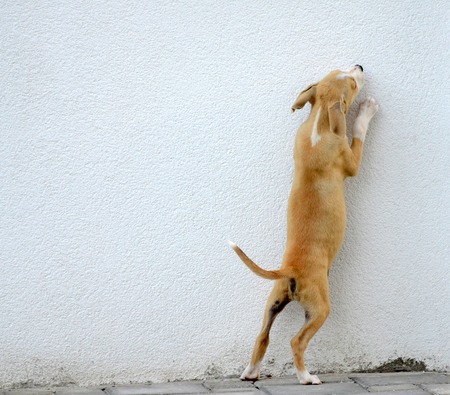 picture of a Puppy gog trying to jump over the wallの写真素材