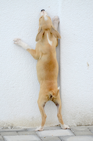 picture of a Puppy gog trying to jump over the wallの写真素材