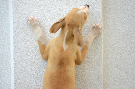 picture of a Puppy gog trying to jump over the wallの写真素材