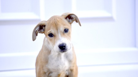 Cute Puppies of Amstaff dog, animal  themeの写真素材