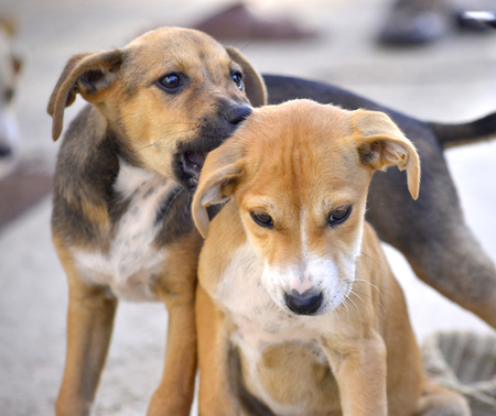 Cute Puppies of Amstaff dog, animal  themeの写真素材