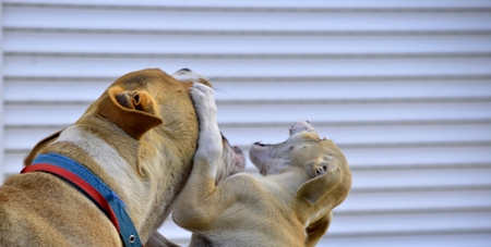 puppy play with bitch, amnimal themeの写真素材