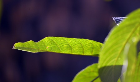 Green leaves of walnut tree on a sunrise lightの写真素材