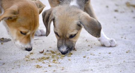 picture of a puppies eat food . animal themeの写真素材