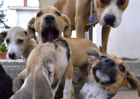 picture of a cute and playfull puppiesの写真素材