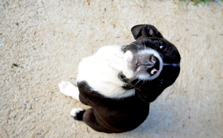 Picture of a Cute puppy. Animal themeの写真素材