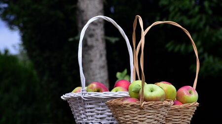Picture of a Fresh harvested  apples. Diet conceptの写真素材