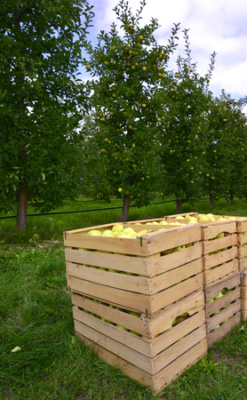 Picture of an Apple Orchard. apple harvestingの写真素材