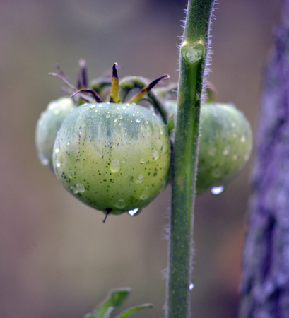 Picture of a Homegrown tomatoes after the morning rainの写真素材