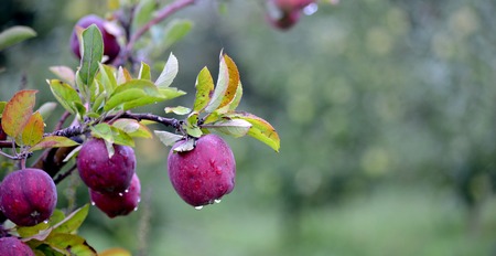 Picture of an Apple fruits in october ready for harvesting in orchardの写真素材