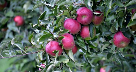 Picture of an Apple fruits in october ready for harvesting in orchardの写真素材