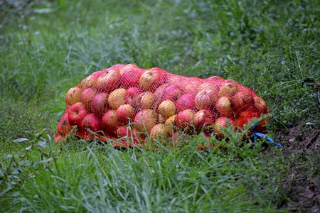 Picture of an Apple fruits in october ready for harvesting in orchardの写真素材