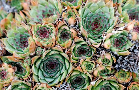 Picture of a Common houseleek Sempervivum flower, Flower conceptの写真素材