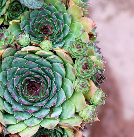 Picture of a Common houseleek Sempervivum flower, Flower conceptの写真素材