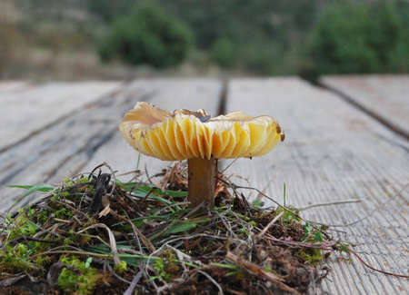 Picture of a Wild mushroom on a wood backgroundの写真素材