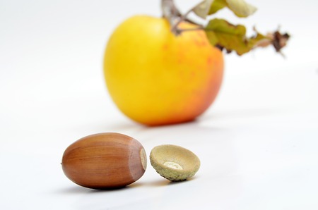 Picture of an Acorns on the white background. Autumn themeの写真素材