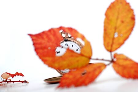 picture of an autumn leaves on white backgroundの写真素材