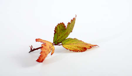 picture of an autumn leaves on white backgroundの写真素材