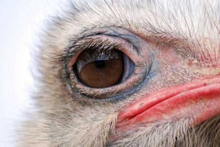 Picture of an Ostrich birdの写真素材